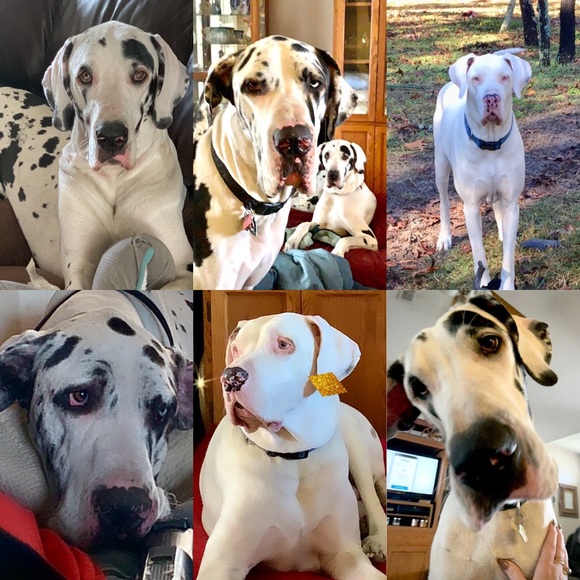 Meet your Posher, Denise - Picture 2 of 16